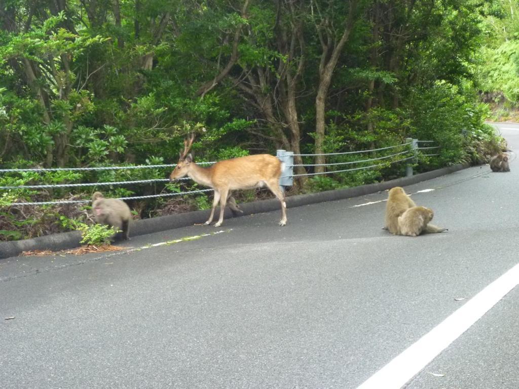 Minshuku Kaisei 1 Ostello Yakushima  Esterno foto