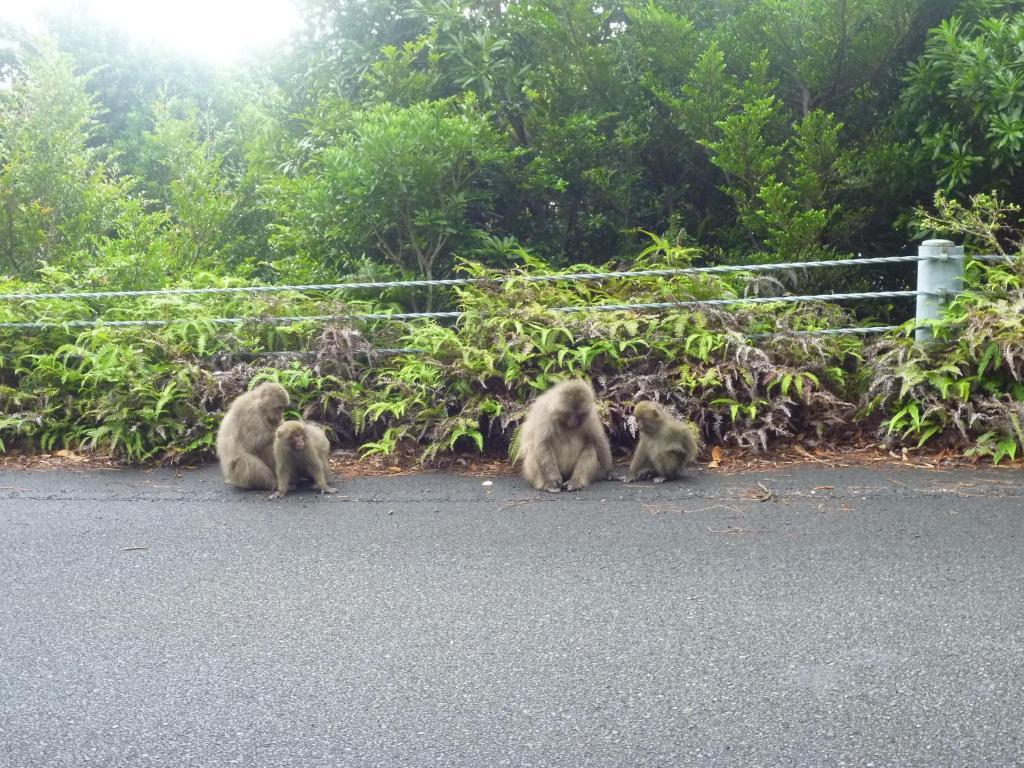 Minshuku Kaisei 1 Ostello Yakushima  Esterno foto